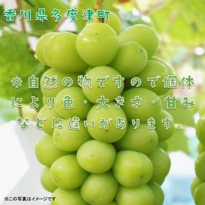 ふるさと納税 多度津町 シャインマスカット 約2kg【令和7年8月下旬発送!先行受付中】【C-15】 |  | 02