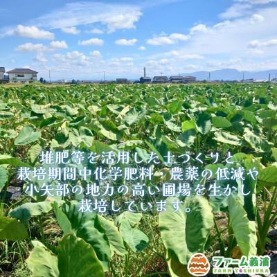 ふるさと納税 小矢部市 【毎月定期便】富山県小矢部市産「縄文の里芋」5kg全2回 |  | 01