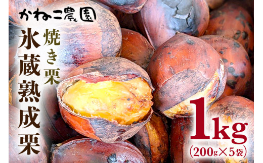 【2026年先行予約】 笠間の栗・かねこ農園の焼き栗 200g×5袋 栗 クリ くり 焼栗 茨城県 笠間市 ＜9月上旬～1月に順次発送予定 12月31日まで受付＞