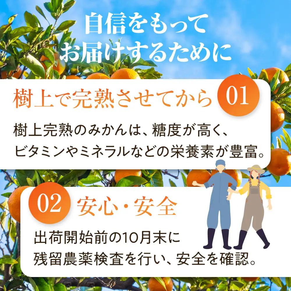 完熟 有田みかん 3kg みかん 小粒 