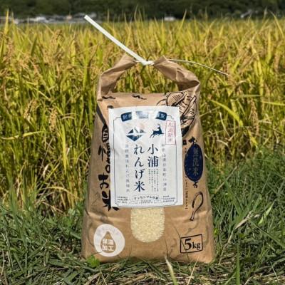 ふるさと納税 日高町 2025年度(令和7年)産!日高町小浦の無洗米「小浦れんげ米」5kg