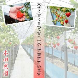 【数量限定】鹿児島県産朝採れイチゴ「恋みのり」約1620g(約270g×6パック) a3-241