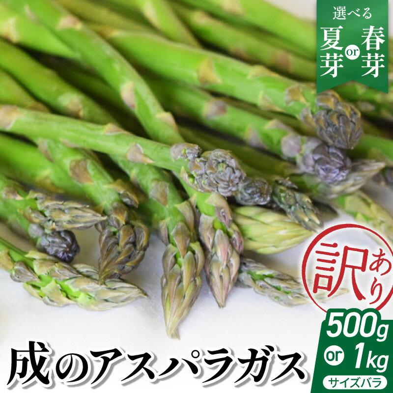 【ふるさと納税】【 令和8年産 】 成のアスパラガス 訳あり サイズ バラ ( 選べる : 500g / 1kg ) 野菜 アスパラ 農園成 農家直送 産地直送 2026年産 山形県 米沢市