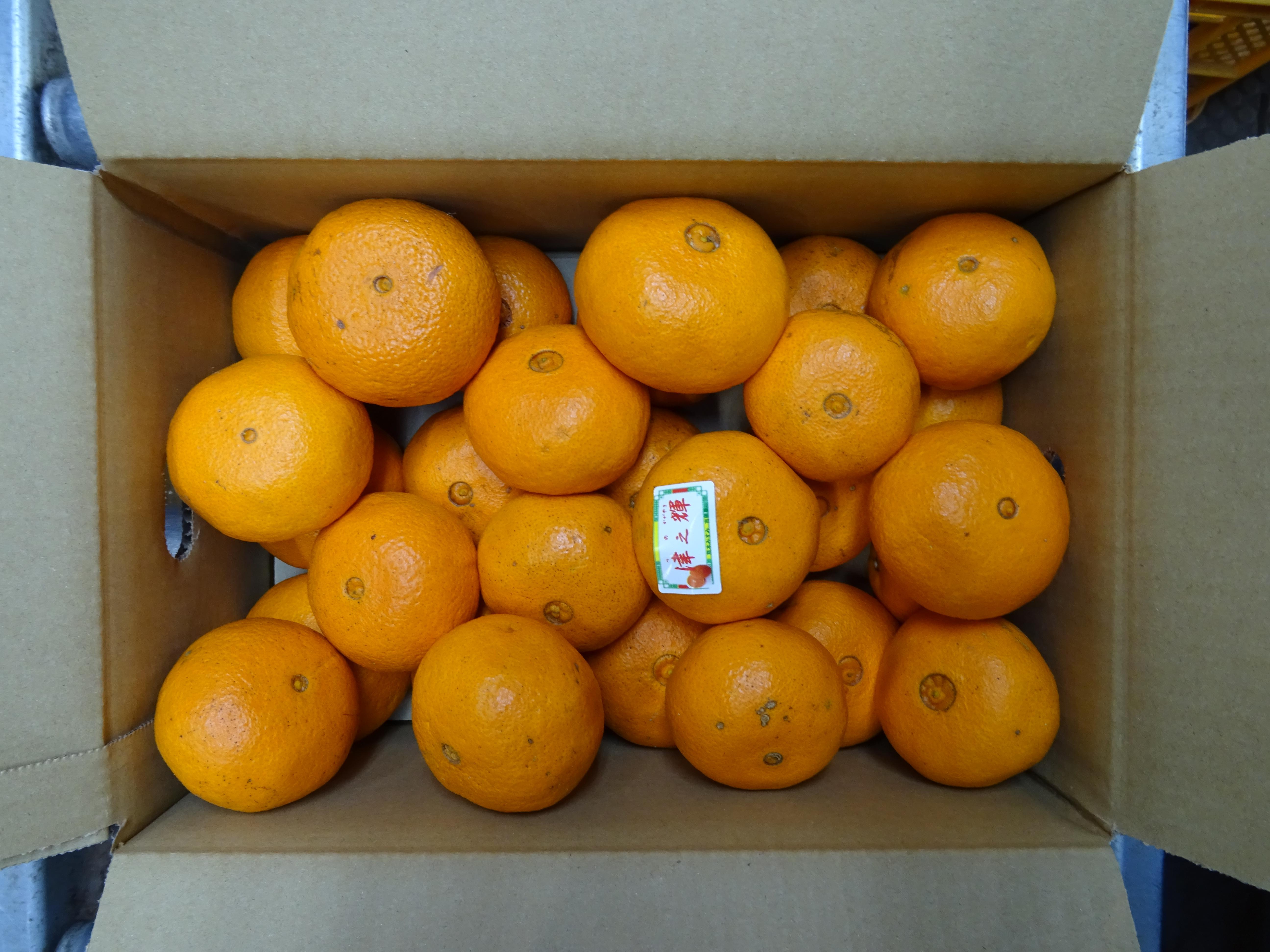 【先行予約】 みかん 津の輝 つのかがやき 約3kg 15玉〜25玉 【2026年2月上旬～2026年4月下旬頃順次発送予定】 柑橘 国産