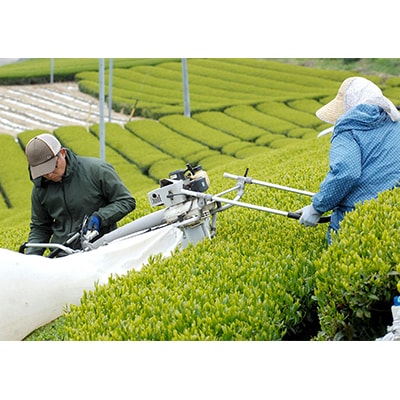 荒仕上茶(茶農家飲み茶)静岡・深蒸し掛川茶200g×4袋(800g)セット【配送不可地域：離島・沖縄県】