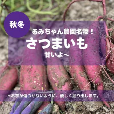 ふるさと納税 南丹市 【京都丹波より旬をお届け】朝採れお任せ季節の京野菜4〜6種類セット〜農家直送〜 |  | 03