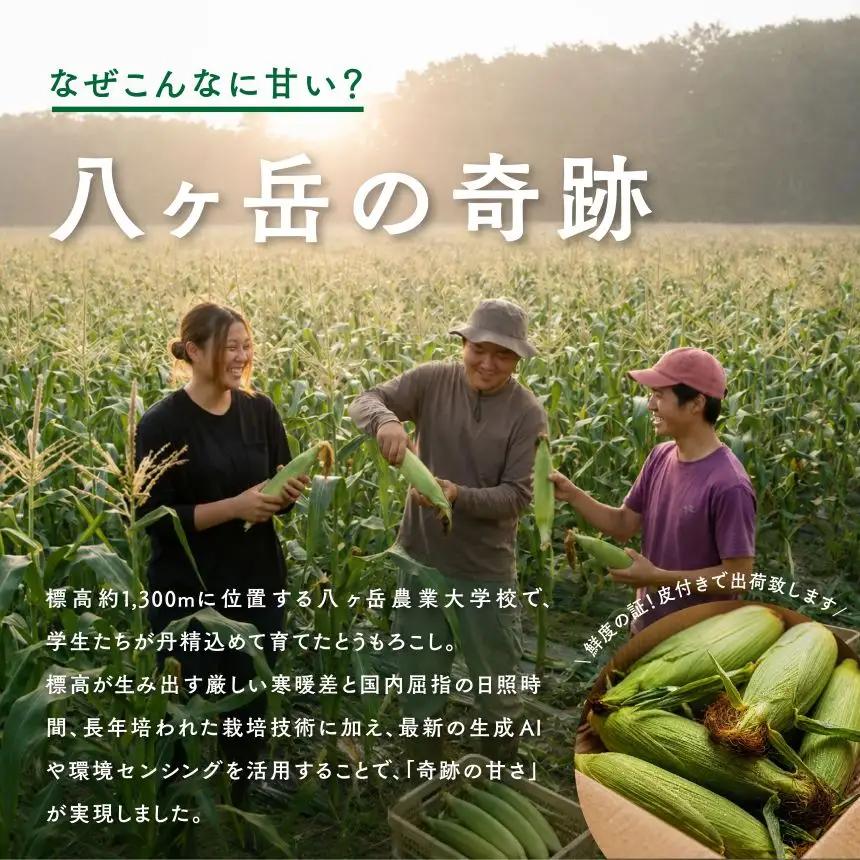 【訳あり】朝採れ 直送 フルーツのような甘さ『皮付き』生とうもろこし 10本【2026年8月上旬～発送】| 八ヶ岳農業大学校