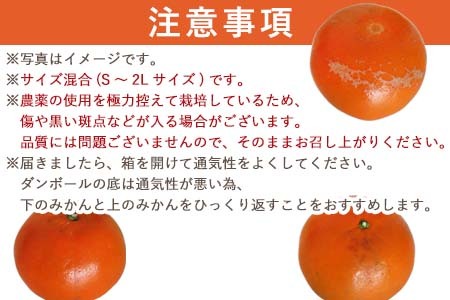 麗紅(れいこう）ハウス栽培 唐津産 5kg 混合サイズ みかん 蜜柑 柑橘 果物 フルーツ