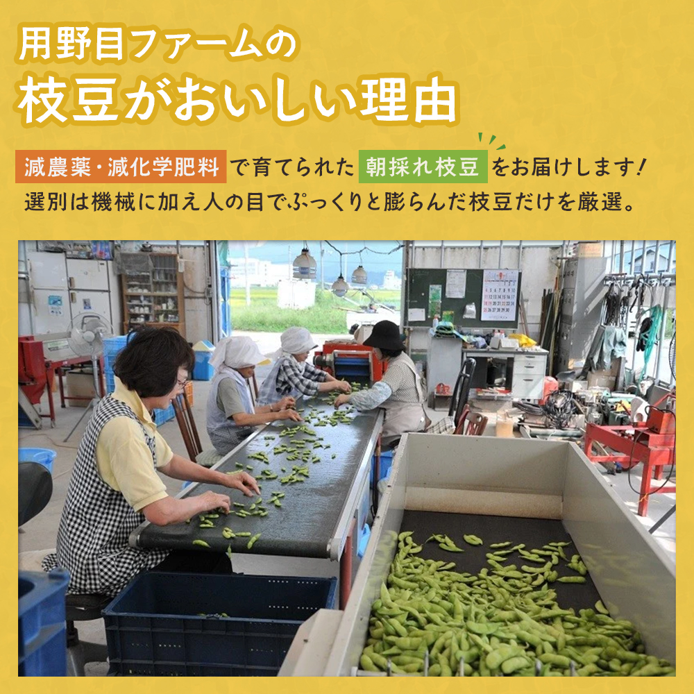 《先行予約》鹿角市産 特別栽培 枝豆 約5kg（250g×20袋）●2025年8月中旬発送開始【用野目ファーム】