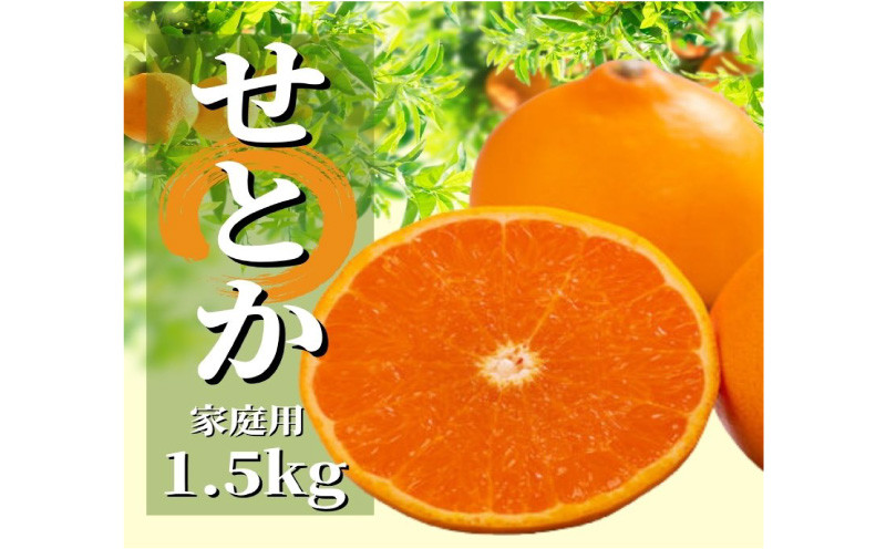 
            ＜2026年2月から順次発送＞ せとか 約1.5kg 家庭用 | 愛媛 みかん 先行予約 蜜柑 柑橘 果物 くだもの フルーツ お取り寄せ グルメ 期間限定 数量限定 人気 おすすめ 愛媛県 松山市
          