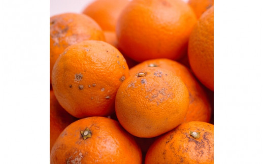 ＜2月より発送＞家庭用 清見オレンジ 5kg+250g（傷み補償分）【光センサー食頃出荷】【樹上完熟きよみオレンジ・清見タンゴール・清美】【わけあり・訳あり】/ オレンジ きよみオレンジ 和歌山 ミカン みかん フルーツ 柑橘【ikd166C】