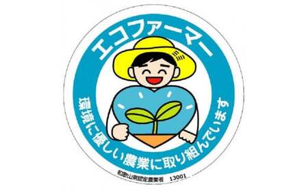 採れたてタネなし柿“2L”サイズ7.5kg＜2026年10月中旬～10月下旬頃発送予定＞【art020A】