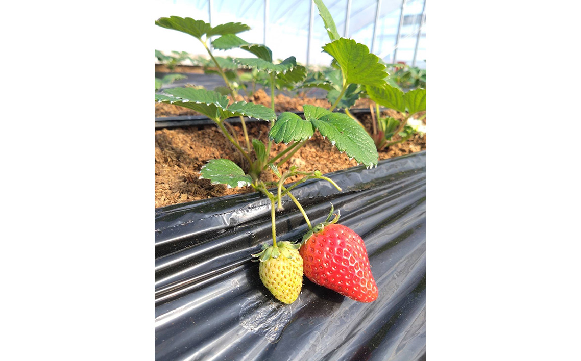 No.406 訳あり　おいしいいちご　有機JAS認証いちご　700g　36粒