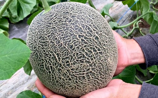 熊本県産 肥後グリーンメロン 2玉 メロン くだもの 果物 フルーツ 【2026年6月10日より発送開始】