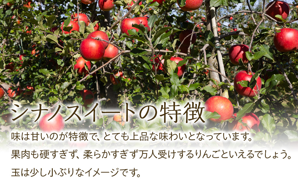 先行予約 訳あり りんご シナノスイート 約3kg 2024年 令和6年度発送分 リンゴ 林檎 長野 フルーツ 果物 信州産 長野県産 特産 産地直送 家庭用 おすすめ