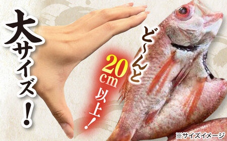 干物 天日ほしもん屋特製 のどぐろ干物×4枚（大サイズ・20cm以上）島根県松江市/桝谷鮮魚店[ALCJ002] ひもの