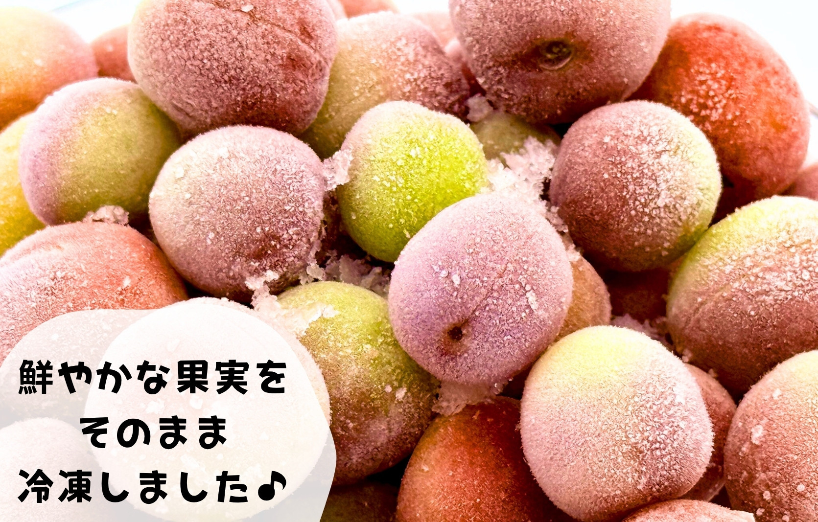【2025年7月上旬～出荷予定】冷凍 紫小梅 500g 秀優混合 サイズミックス 紅紫色 梅 和歌山県産 紀州有田 クール便 【みかんの会】