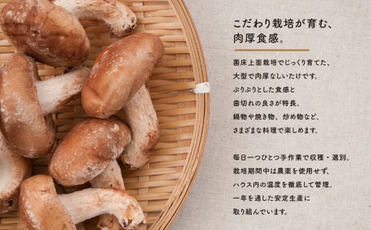 肉厚生しいたけ 【選べる容量】　椎茸 しいたけ シイタケ 肉厚 生椎茸 国産 800g 1kg