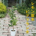 【ふるさと納税】植物 レモン 苗木 トゲ無し レモンの木 品種 ビアフランカ トゲ無し 3年生苗　 インテリア グリーンアイテム グリーンインテリア 玄関 庭 ガーデン ガーデニング 果樹 柑橘