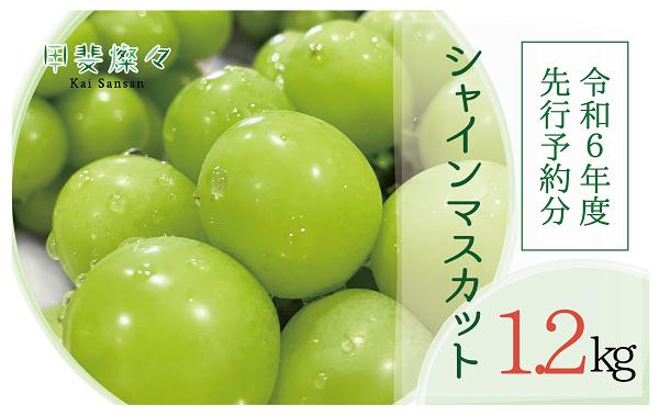 【2025年/令和7年発送分】シャインマスカット ２房　１.２㎏相当　人気　おすすめ　国産　贈答　ギフト　お取り寄せ　山梨県産　産地直送　フルーツ　果物　くだもの　ぶどう　ブドウ　葡萄　シャイン　シャインマスカット　新鮮　AD-239