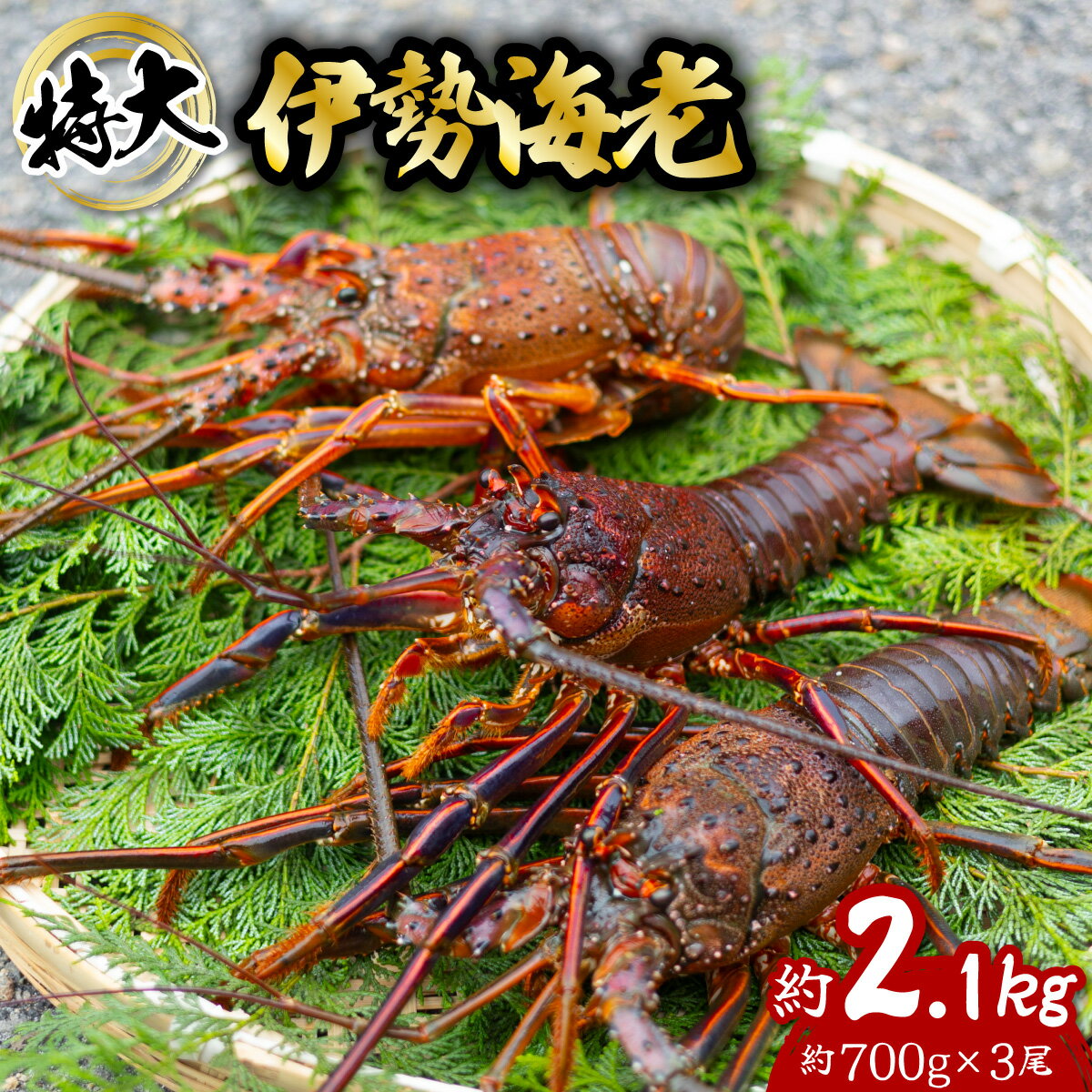 【ふるさと納税】 伊勢海老 特大 約2.1kg 約700g×3尾 伊勢えび 伊勢エビ いせえび イセエビ 海老 えび エビ 海鮮 海産物 海の幸 おせち 高級 国産 海鮮 ギフト 【年内配送／要配送日指定】