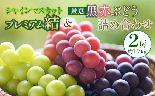 【令和8年先行予約】　シャインマスカット プレミアム「結」と厳選 黒・赤ぶどうの2房詰め合わせ　(2房 約1.7kg)　山形県鶴岡市　みのりファーム　| ぶどう ブドウ 葡萄 マスカット 黒ぶどう 赤ぶどう 食べ比べ 甘い 大粒 旬 産地直送 果物 くだもの フルーツ ギフト 贈答 人気 お取り寄せ 返礼品