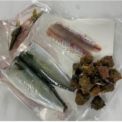 ふるさと納税 松山市 【嶋矢水産】 産地直送瀬戸内の鮮魚(下処理済み):二人前 |  | 01