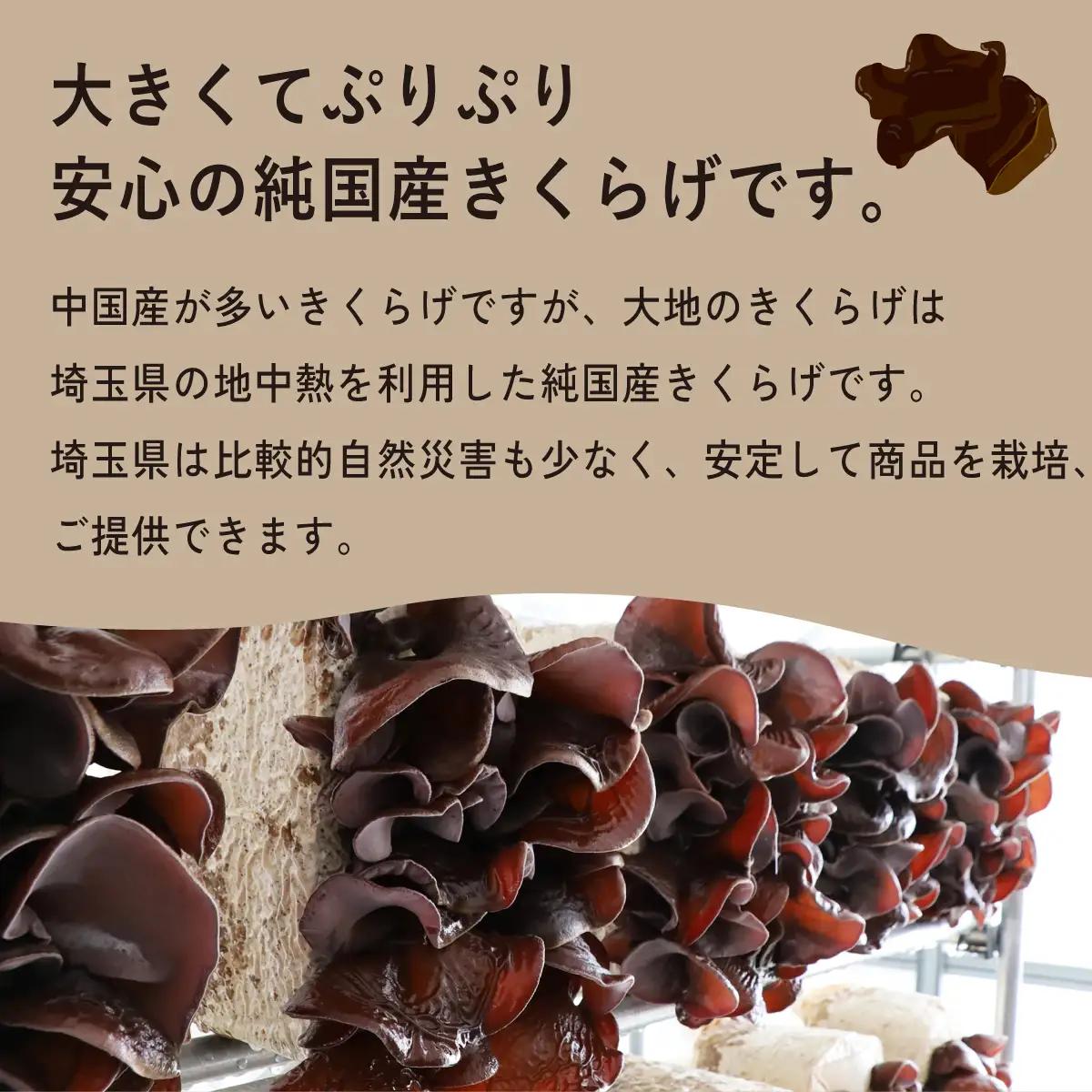 国産 生きくらげ 400g 大地のきくらげ