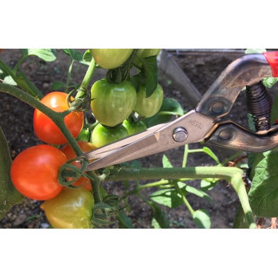 【ステンレス芽切・摘果鋏】◇近正のハサミ T-55SH