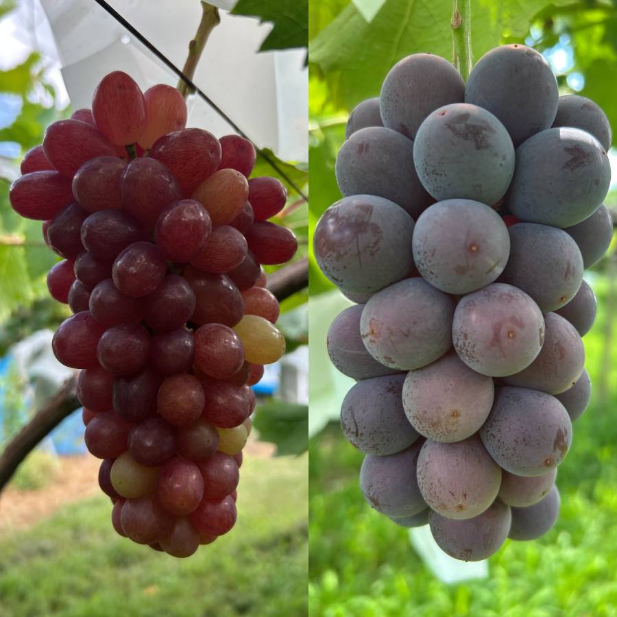 ＜小川ぶどう園＞特撰「ぶどう」8種（巨峰・クイーンセブン・黄玉・ブラックビート・シャインマスカット・スカーレット・コトピー他）【４回定期便】