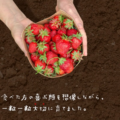 【先行受付】あまおうスタンダード2パック　570g(岡垣町)【配送不可地域：離島】