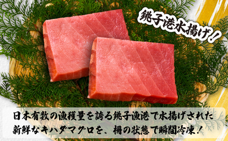 訳あり キハダマグロ 約1kg 【 まぐろ 】 カネ八商店