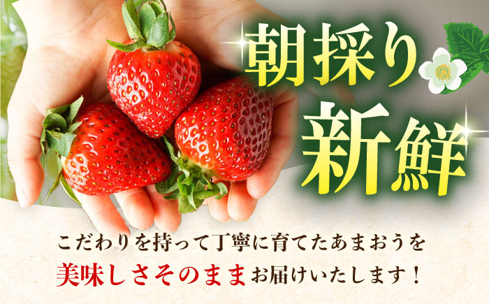 【先行予約】【全3回定期便】農家直送 朝採り新鮮いちご【博多あまおう】約270g×4パック【2027年2月以降順次発送】《築上町》【株式会社H&Futures】 [ABDG006]