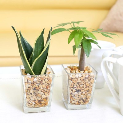 
                  【種類選択可】【観葉植物】土を使わないで清潔なミニ観葉植物 ゼオライト植え・ガラス鉢 スクエア形 2鉢セット（パキラとサンスベリア）【植物 インテリア 部屋 室内 オフィス 癒し グリーン リラックス おしゃれ ギフト プレゼント 贈り物 人気 おすすめ 福岡県 筑前町 送料無料 AG049VP】
                