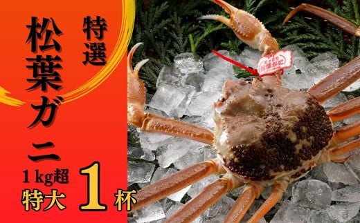 
            【2025年２月・３月発送】 特撰 松葉がに 【タグ付き】 1kg超の大きいサイズ 特大1杯 活物  ※着日指定不可 松葉ガニ カニ ズワイガニ カニ爪 冷蔵 かにしゃぶ カニ刺身
          