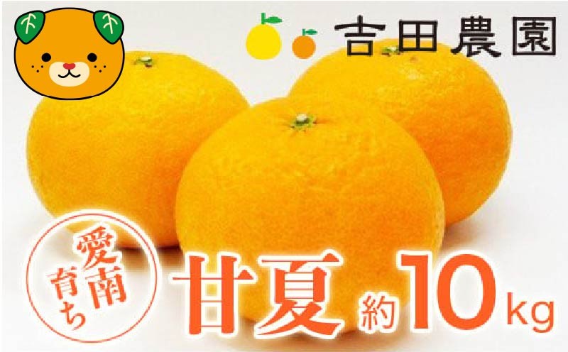 
                  【先行予約】甘夏 10kg 10,000円 みかん あまなつ 夏みかん グレープフルーツ だいだい 事前 予約 受付 産地直送 国産 農家直送 糖度 果樹園 期間限定 特産品 ゼリー マーマレード ピール ジュース デザート 人気 甘い おいしい フルーツ 果物 柑橘 蜜柑 愛南町 愛媛県 吉田農園
                