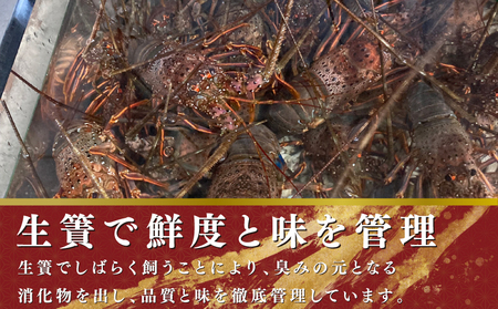 活伊勢海老 2匹 約1kg 【8月10日以降順次発送予定】 伊勢海老 