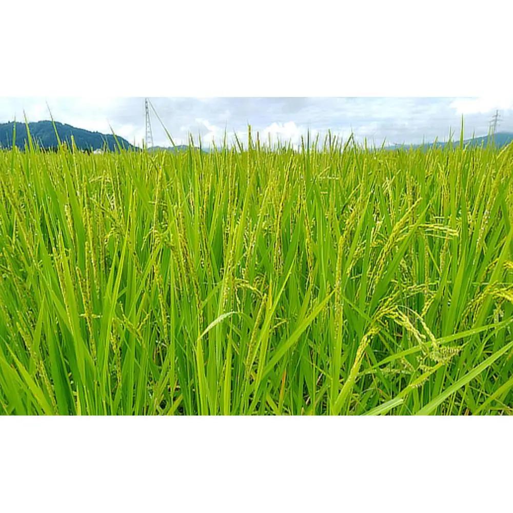 令和７年産「五つ星お米マイスター」の南魚沼塩沢産コシヒカリ　精米５kg×12回（毎月定期便）【定期便 銘柄米 ブランド米 精米 こしひかり コシヒカリ 魚沼産 新潟米 産地直送 お米 米 こめ コメ 
