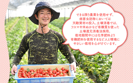 いちご厳選！さくら市産 とちあいか・スカイベリー食べ比べセット（290g×4パック）【先行予約 数量限定 栃木県 果物 くだもの フルーツ 苺 イチゴ 】 ※着日指定不可 ※2024年1月中旬～3月下
