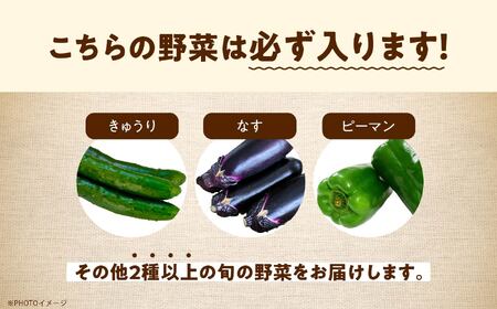 《2025年7月より順次発送》季節の有機野菜「夏セット」 オーガニック 有機栽培 有機 有機JAS 有機野菜 野菜セット 野菜 サラダ ベジタブル おすすめ お中元 お歳暮 ギフト 二本松市 ふくしま