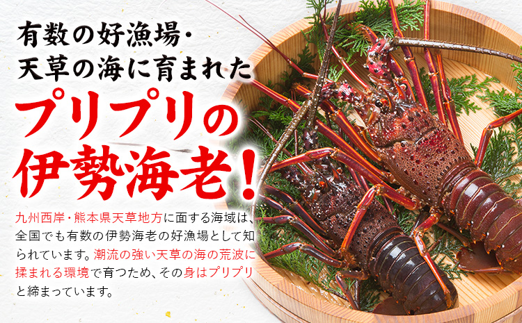 天草産 天然伊勢海老 一尾（半身カット×２個） 海鮮 海産物 海の幸 シーフード 海老 エビ えび 伊勢海老 《30日以内に出荷予定(土日祝除く)》 熊本県 苓北町 天草 天草漁業協同組合苓北支所 -
