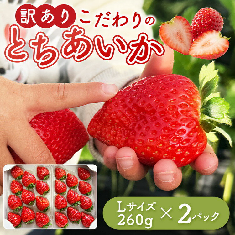 【ふるさと納税】「訳あり」とちあいかLサイズ260g×2パック ｜ 訳あり とちあいか いちご 苺 栃木県 果物 フルーツ ※北海道・沖縄・離島への配送不可 ※2026年1月中旬～3月中旬頃に順次発送予定