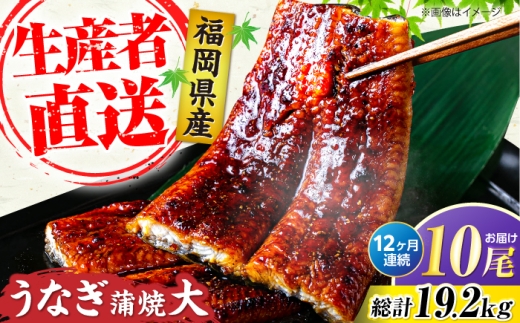 【全12回定期便】福岡県産 うなぎ 蒲焼 大 10尾 計1,600g（1尾あたり160g以上）《豊前市》【福岡養鰻】[VAD029] 鰻 unagi 蒲焼 うなぎの蒲焼 惣菜 蒲焼き うなぎ 蒲焼 国産 かばやき 鰻 ウナギ うなぎ 蒲焼国産 定期 冷凍 うなぎ 定期便 九州