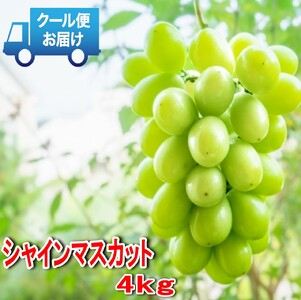 【2026年発送★先行予約】安心のクール便発送　収穫当日に産地直送　シャインマスカット 4kg (6～8房) 179-003-26y