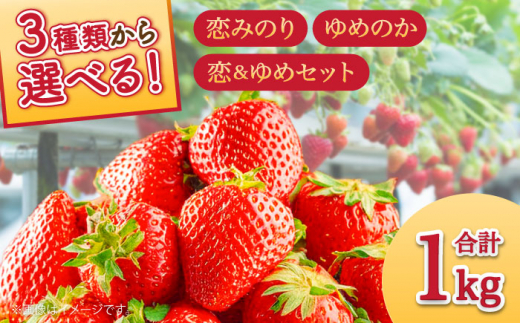 【2026年1月～発送】 いちご 恋みのり 250g × 4パック / ゆめのか こいみのり いちご イチゴ 苺 果物 イチゴ フルーツ いちご イチゴ / 南島原市 / JA島原雲仙東南部基幹センター[SAC007]