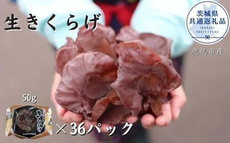 生きくらげ　50g×36パック（茨城県共通返礼品／鹿嶋市産）