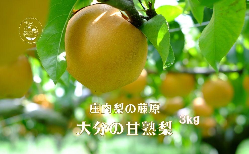 約3kg庄内梨の藤原　お楽しみセレクト　樹上完熟☆農家直送　大分由布市特産品