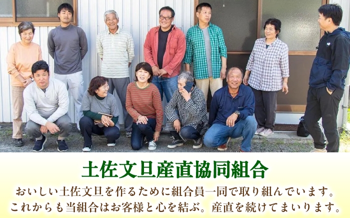 文旦 ぶんたん 土佐 柑橘 高知県産 フルーツ お取り寄せ 産地直送