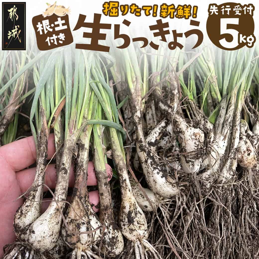 【ふるさと納税】【先行受付！】掘りたて！新鮮！根付き土付き生らっきょう5kg≪2025年5月中旬以降順次お届け≫ - 都城産 生らっきょう 5kg サイズ無選別混合 辣韭 産地直送 先行受付 旬の味覚 国産 予約 送料無料 AA-L701 【宮崎県都城市は2年連続ふるさと納税日本一！】