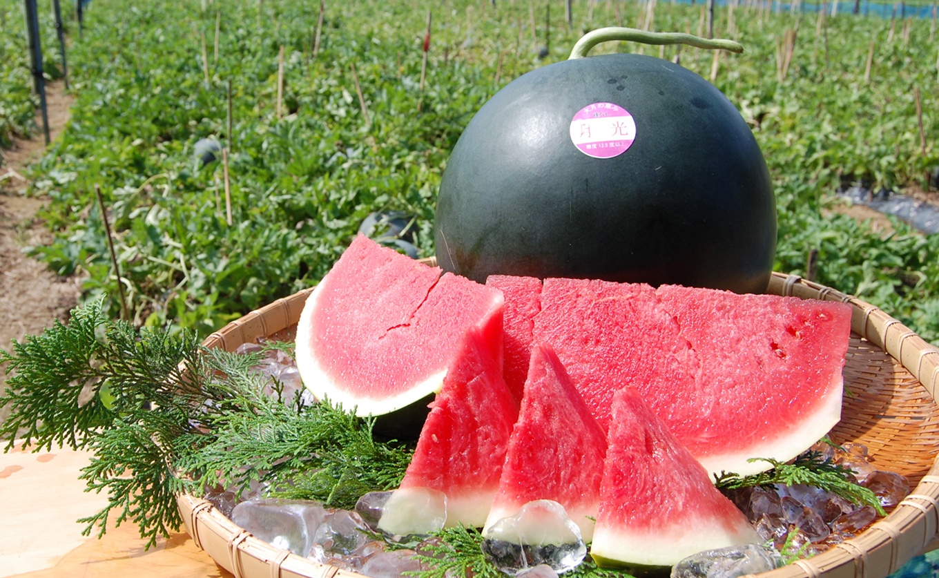 抜群の甘さ！ スイカ 2玉 大玉 (6kg以上) 甘い 高糖度 西瓜 すいか 種なし 縞スイカ 黒玉 ギフト お中元 御中元 産地直送 旬 果物 フルーツ 取り寄せ ねばねばファーム 高知県 大月町産